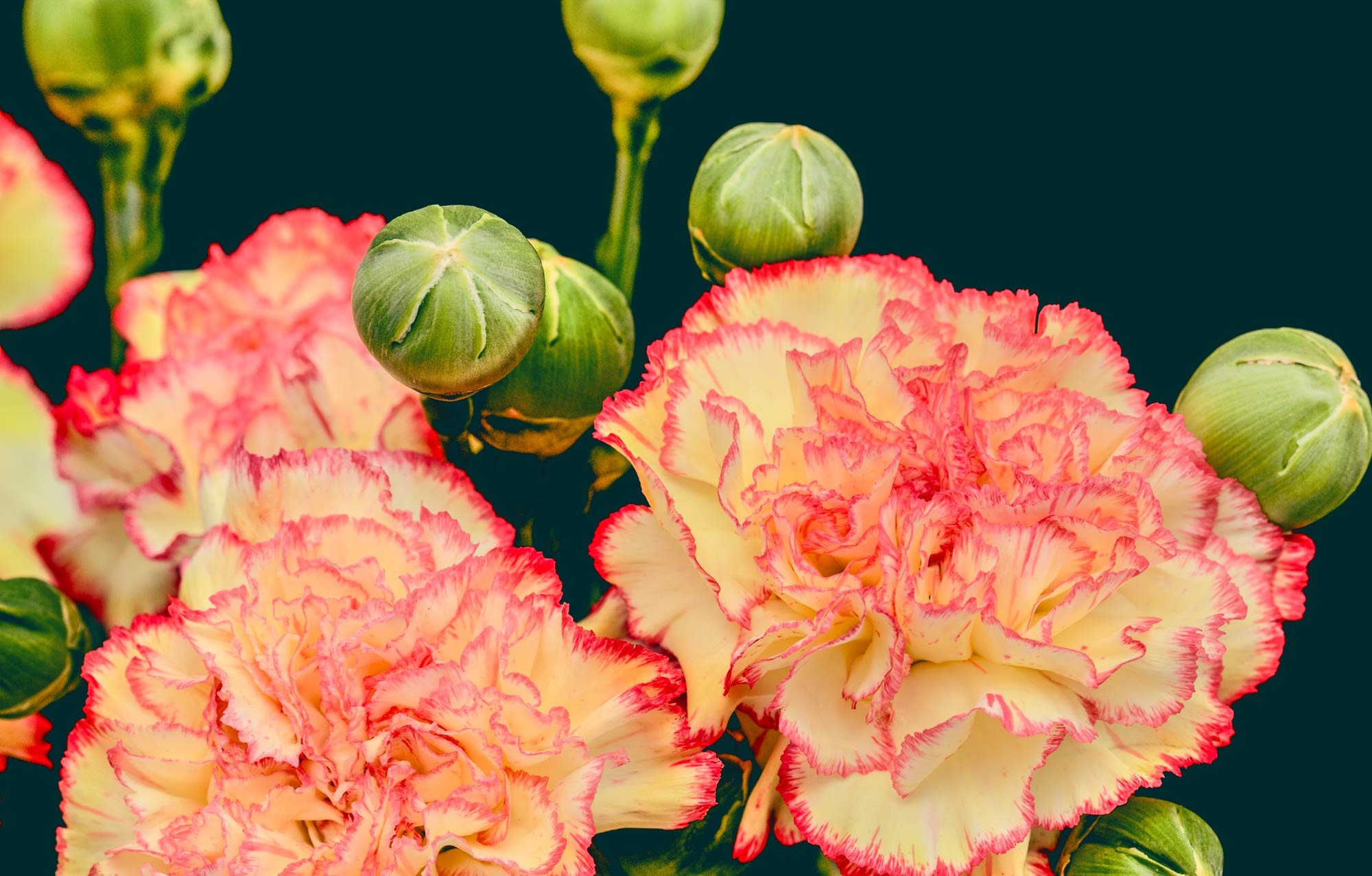 Flower of the Month January: Carnation & Snowdrop