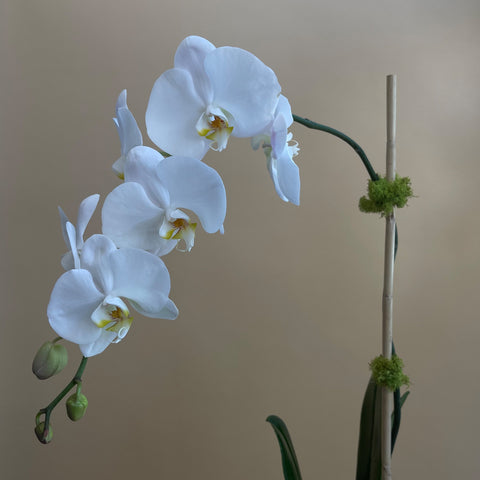 Pozy's Orchid (Color Varies)