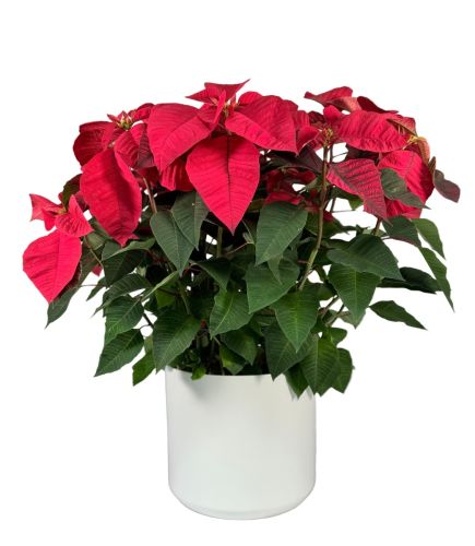 Red Poinsettia 10 Inch in Ceramic