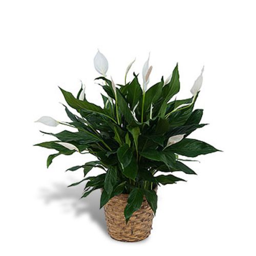 Peace Lily In Basket 8" 